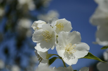 Fototapeta premium Jasmine flowers and blue sky