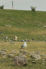 Seagull on Rock Green Field Photograph