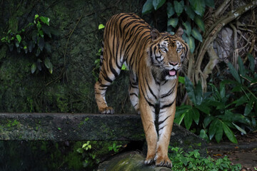 Close up Indochinese tiger is beautiful animal and dangerous in forest