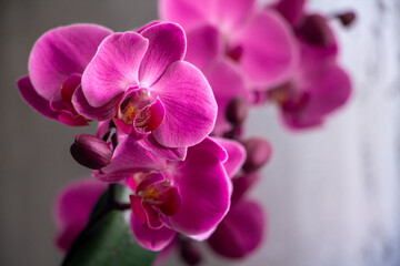 Fototapeta na wymiar purple orchid flower