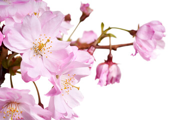 Pink spring cherry blossom flowers on a tree branch isolated against a flat background.