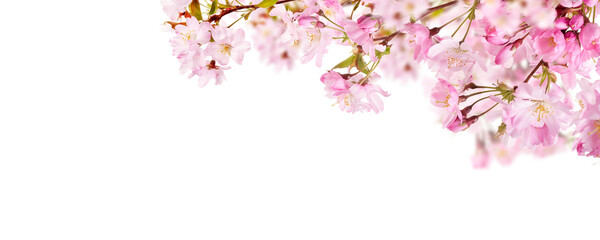 Pink spring cherry blossom flowers on a tree branch isolated against a flat background. - Powered by Adobe