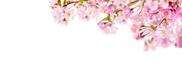 Pink spring cherry blossom flowers on a tree branch isolated against a flat background.