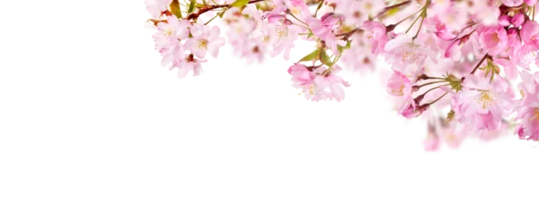  Pink spring cherry blossom flowers on a tree branch isolated against a flat background. © Duncan Andison