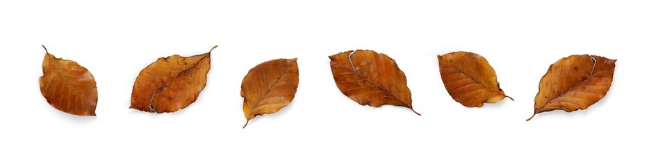 A collection of dried, dry autumn beech tree leaves isolated on a flat background. High Resolution. - obrazy, fototapety, plakaty
