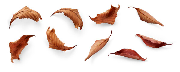 A collection of dried, dry autumn tree leaves isolated on a flat background for autumn designs....