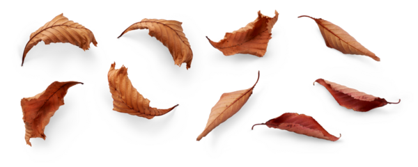 A collection of dried, dry autumn tree leaves isolated on a flat background for autumn designs. High Resolution.