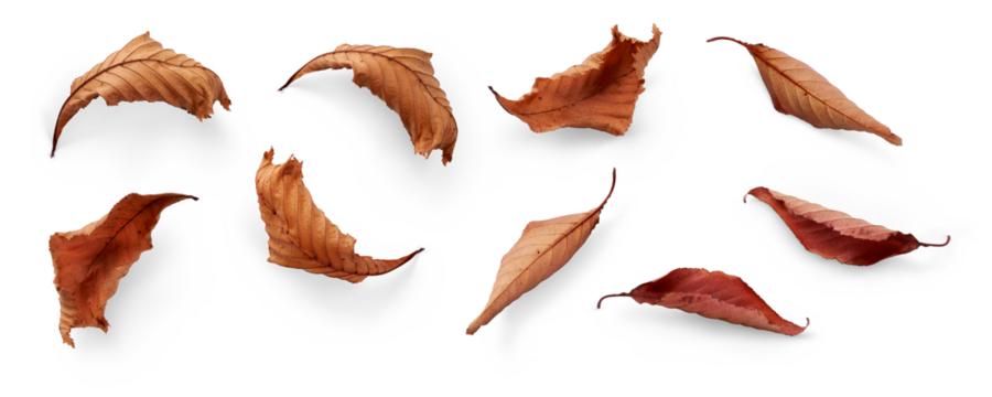 A collection of dried, dry autumn tree leaves isolated on a flat background for autumn designs. High Resolution.