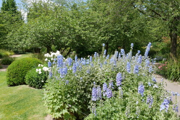 Blauer Rittersporn im Müga-Park in Mülheim an der Ruhr