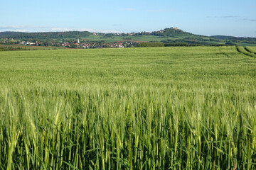 Getreidefeld am Otzberg im Odenwald