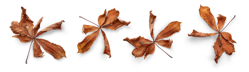 A collection of dry, dried autumn Horse Chestnut tree leaves isolated against a flat background. High Resolution.