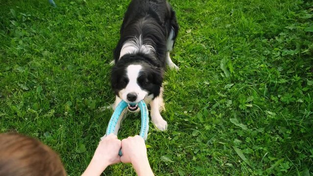Pet activity. Puppy dog border collie playing with blue puller ring toy outdoor. Unrecognizable owner woman hand playing with pet dog friend, walking in park. Human and animal friendship concept