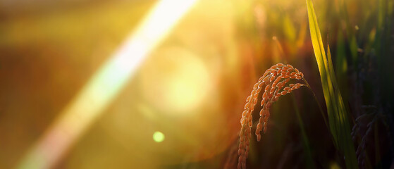 Paddy field landscape with ripening crops in autumn sunlight and yellow rice ears and rice...