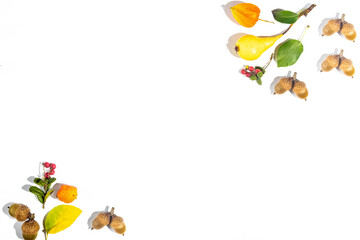 Autumn festive pattern. Yellow pear, physalis, cranberries and acorns on a white background