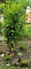 guava plant