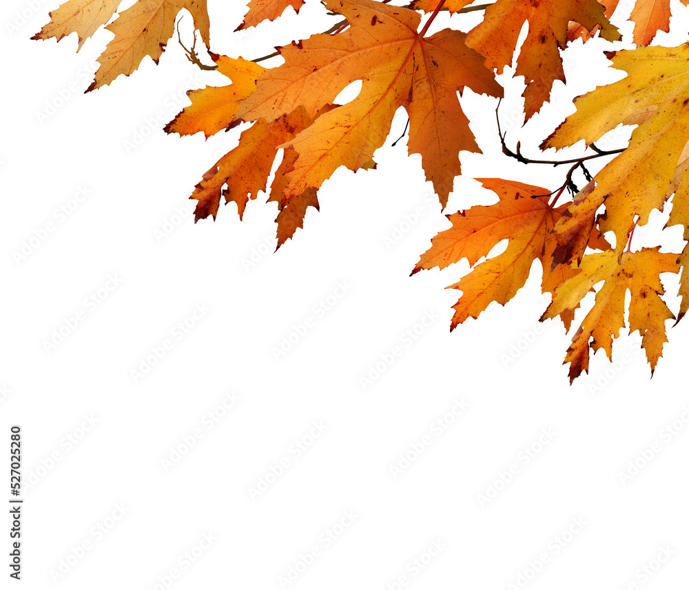 Wall mural the golden orange brown colour of maple tree leaves in autumn. winter tree canopy foliage isolated a