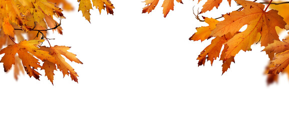 The golden orange brown colour of maple tree leaves in autumn. Winter tree canopy foliage isolated...
