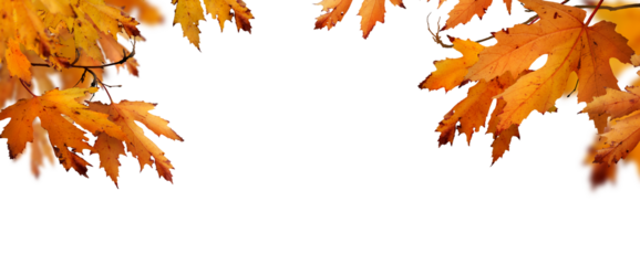 The golden orange brown colour of maple tree leaves in autumn. Winter tree canopy foliage isolated against a flat background.
