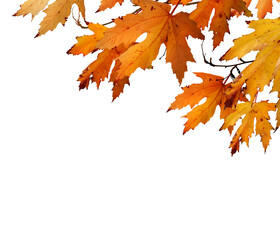 Fototapeta The golden orange brown colour of maple tree leaves in autumn. Winter tree canopy foliage isolated against a flat background. obraz
