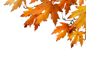 The golden orange brown colour of maple tree leaves in autumn. Winter tree canopy foliage isolated against a flat background.