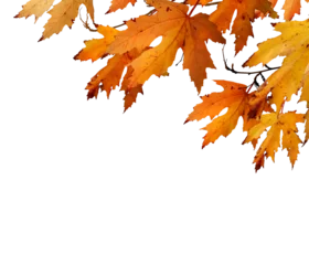  The golden orange brown colour of maple tree leaves in autumn. Winter tree canopy foliage isolated against a flat background. © Duncan Andison