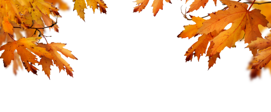 The golden orange brown colour of maple tree leaves in autumn. Winter tree canopy foliage isolated against a flat background.