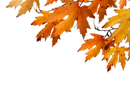 The golden orange brown colour of maple tree leaves in autumn. Winter tree canopy foliage isolated against a flat background.