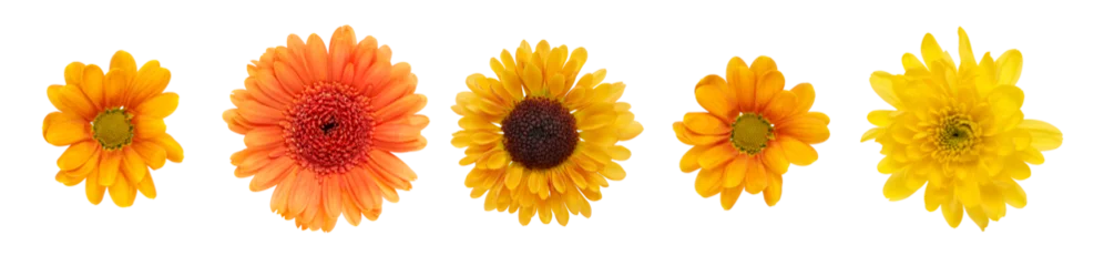 Fotobehang A collection of yellow and orange daisy flower heads isolated against a flat background © Duncan Andison
