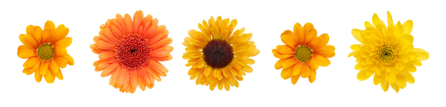 Fototapeta A collection of yellow and orange daisy flower heads isolated against a flat background