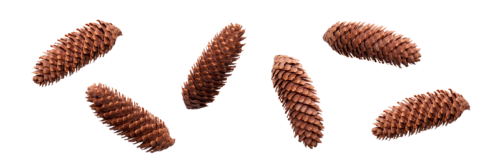 A collection of large, long open pinecones for Christmas tree decoration isolated against a flat background.