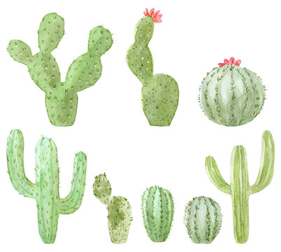 Set of watercolor cactus, succulent, isolated watercolor illustration on white Natural watercolor design elements, botanical collection. Design for wedding,greeting card,photos,blogs,wreaths,pattern.