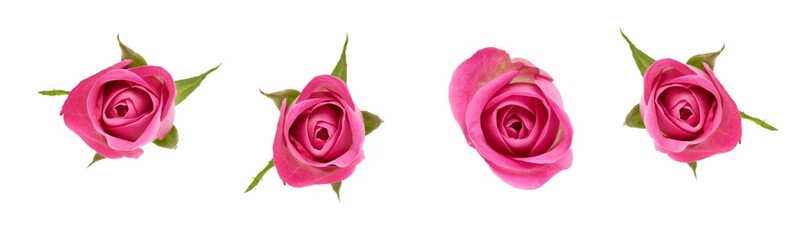 A collection of four pink rose flower heads isolated against a flat background.