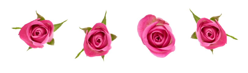 Foto op Canvas A collection of four pink rose flower heads isolated against a flat background. © Duncan Andison