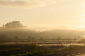 misty morning in the rice plantation