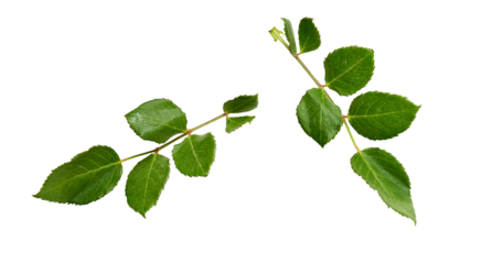 A collection of small rose leaf twigs with six leaves isolated against a flat background.