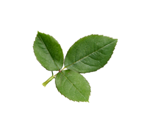 A rose leaf twig with three leaves isolated against a flat background.