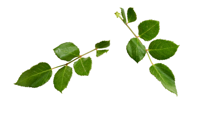 A collection of small rose leaf twigs with six leaves isolated against a flat background.