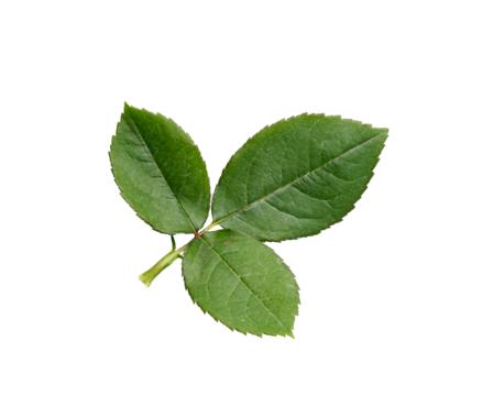 A rose leaf twig with three leaves isolated against a flat background.