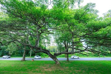 trees in the park