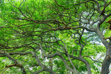 tree in the park