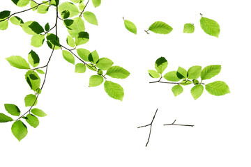 A collection of fresh spring green beech tree leaves in summer, foliage isolated against a flat...