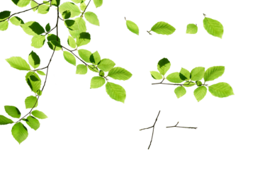 A collection of fresh spring green beech tree leaves in summer, foliage isolated against a flat background.