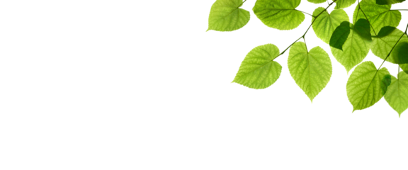 Fresh spring, summer green foliage of tree leaves against a flat background