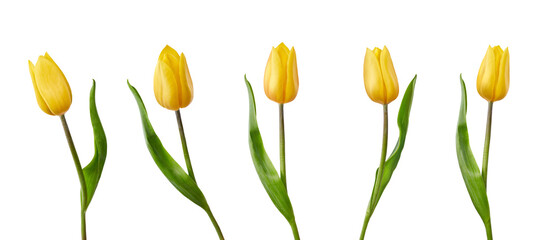 A collection of yellow tulips flower isolated on a flat background - Powered by Adobe