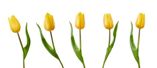 A collection of yellow tulips flower isolated on a flat background