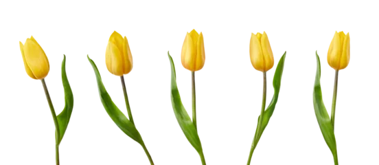 Fotobehang A collection of yellow tulips flower isolated on a flat background © Duncan Andison