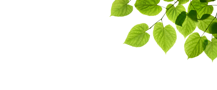 Fresh spring, summer green foliage of tree leaves against a flat background