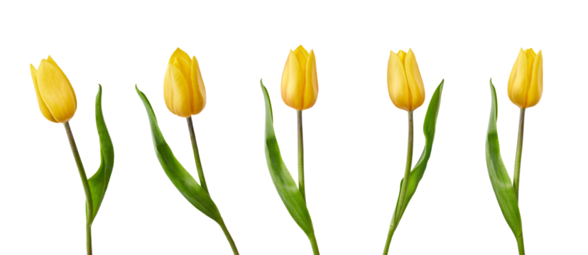 A collection of yellow tulips flower isolated on a flat background