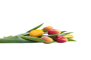 A side view, closeup of a collection of red, yellow and white tulip flowers isolated on a flat...