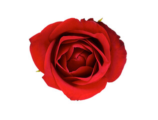 Valentines Red Rose isolated on a flat background